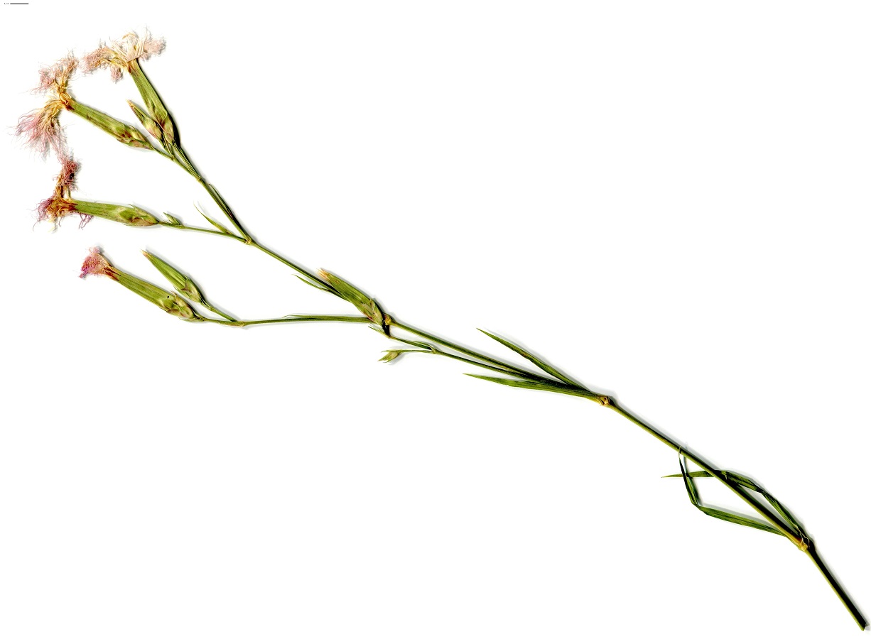 Dianthus superbus subsp. superbus (Caryophyllaceae)